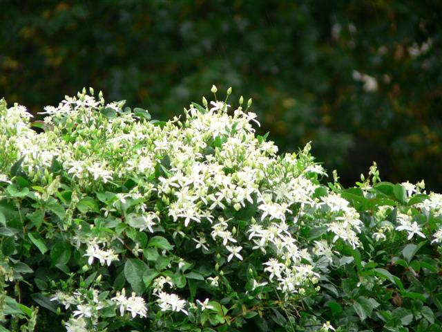 autumn clematis