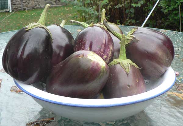 eggplants