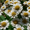 feverfew