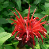 monarda