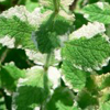 variegated mint