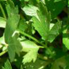 parsley