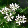 cilantro in bloom