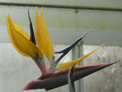 bird of paradise