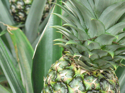 pineapple