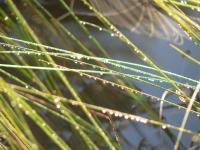 reeds 4