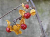 berries with wings