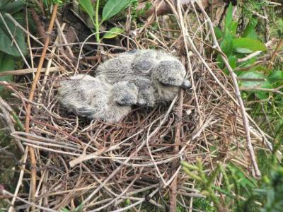 dove hatchlings