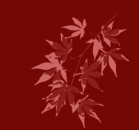 red maple scan manipulated