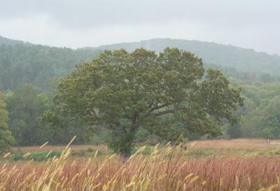 big tree in the rain