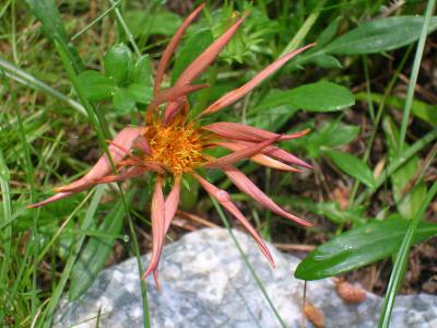 gazania blossom