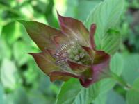 purple monarda