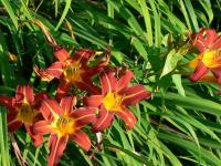 red lilies