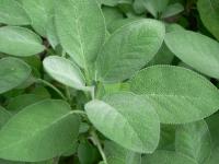 sage leaves