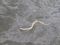 snake in the lake