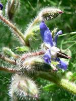 volunteer borage