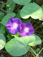 volunteer morning glory