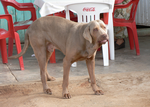 La Garita perro