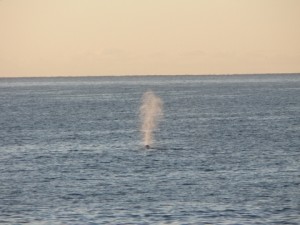 whale spouting