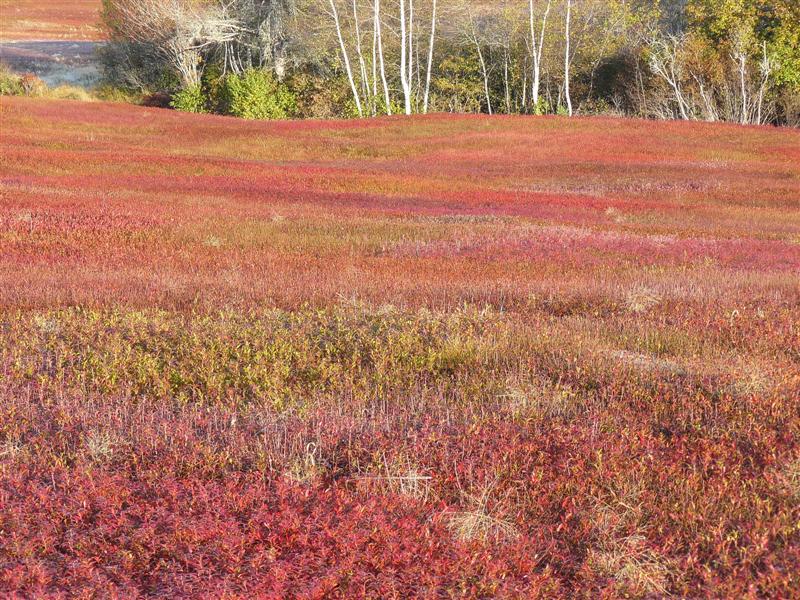 blueberry barrens in fall color