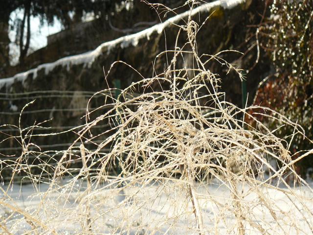 asparagus fronds after ice storm