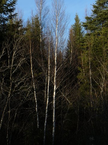 birches in the Maine woods