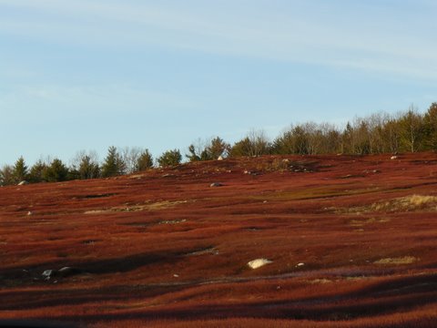 blueberry barrens