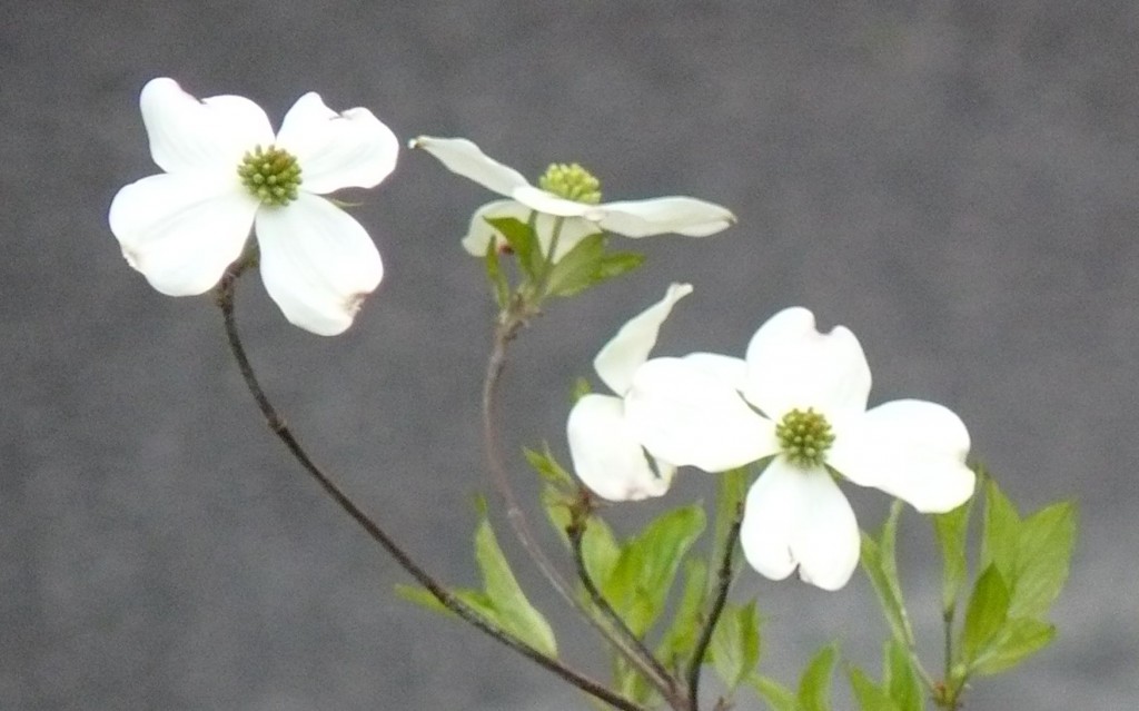 dogwood asphalt