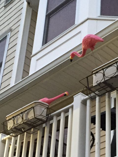 flamingos on high