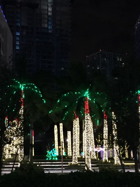 palm trees decorated for Christmas