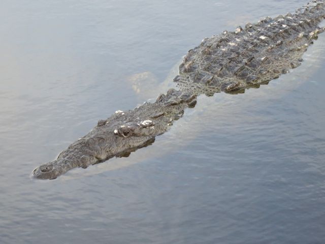 crocodile hanging out on the freshwater side of the plug