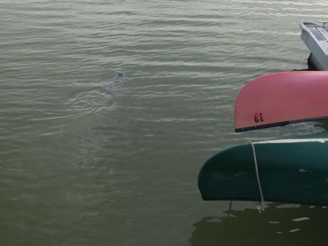 manatee barely visible