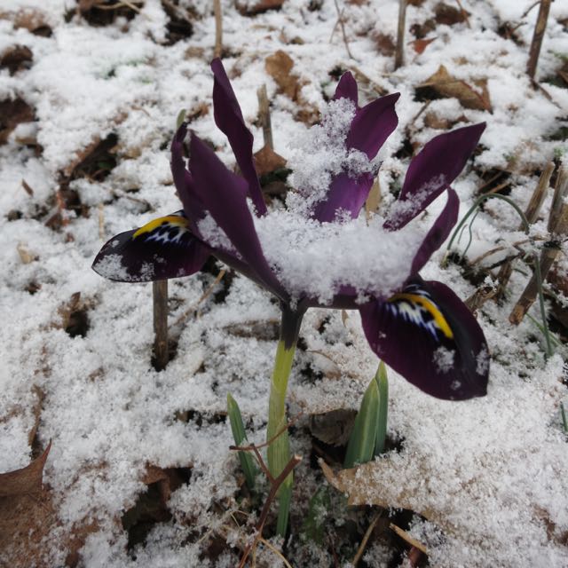 dwarf siberian iris